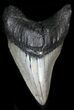 Curved Megalodon Tooth - Nice Blade #33027-1